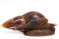 Lissachatina fulica Madagascar adult